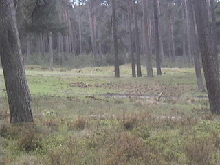 Nationaal Park De Hoge Veluwe 