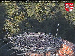 Stork Cam